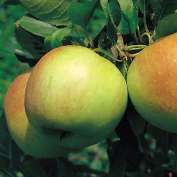 Äppelträd Omnia Garden James Grieve E Svagväxande