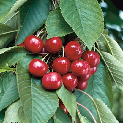 Sötkörsbärsträd Omnia Garden Stella