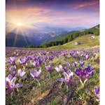 Tapet Dimex Crocuses at Spring