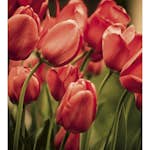 Tapet Dimex Red Tulips