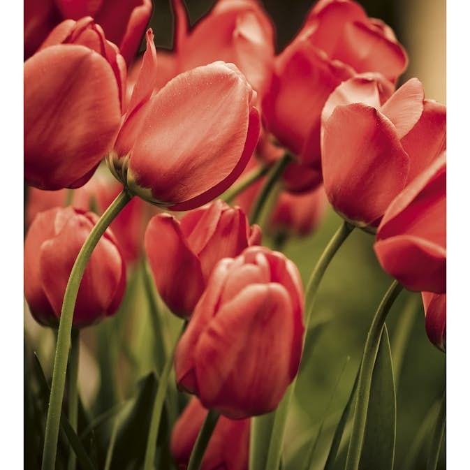 Tapet Dimex Red Tulips