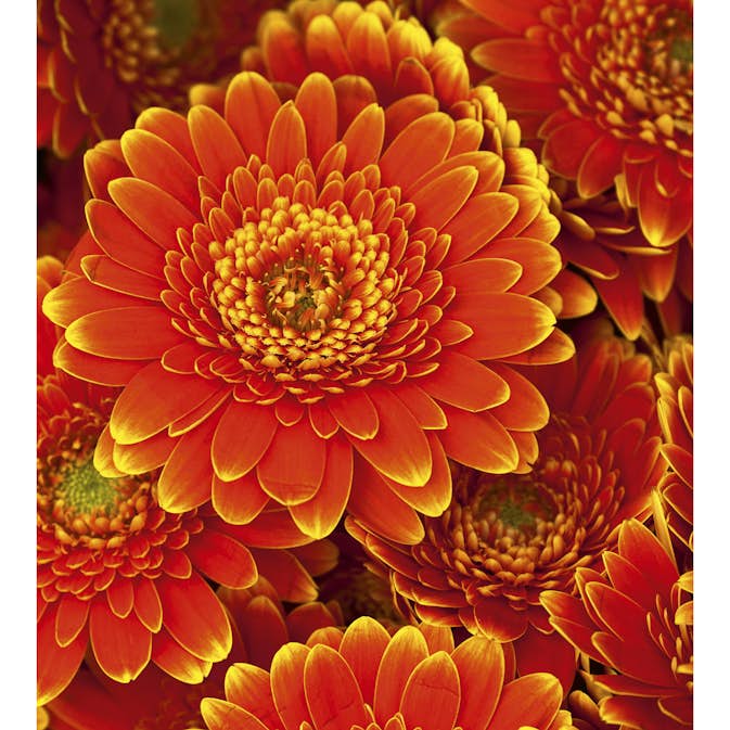 Tapet Dimex Gerbera