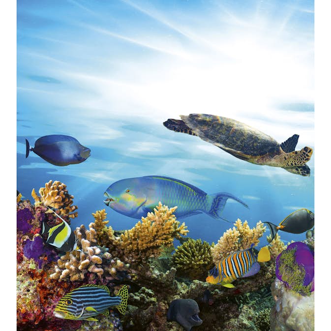 Tapet Dimex Fish
