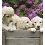 Tapet Dimex Labrador Puppies