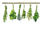 Tapet Dimex Herbs