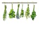 Tapet Dimex Herbs