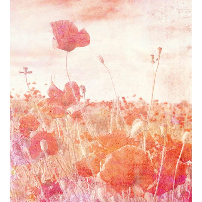 Fototapet Dimex Poppies Abstract