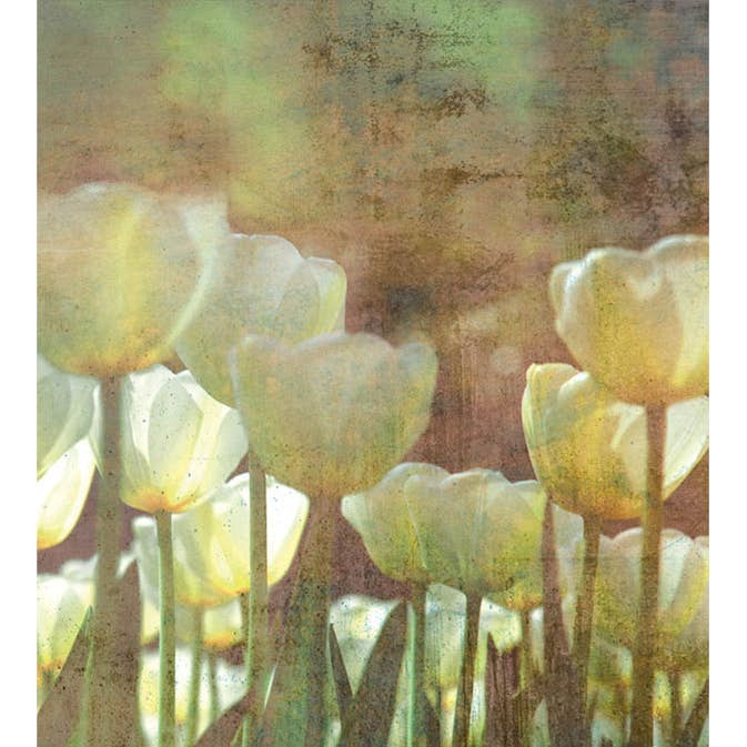 Fototapet Dimex White Tulips Abstract