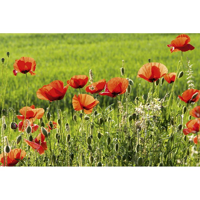Tapet Dimex Poppy Field