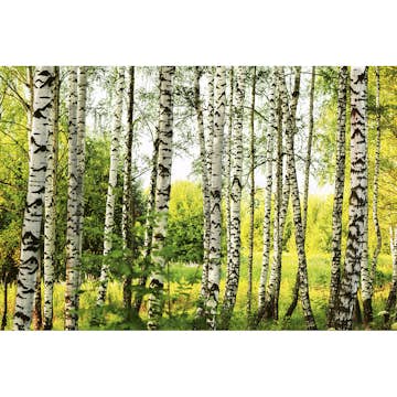 Tapet Dimex Birch Forest