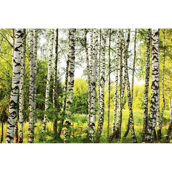 Tapet Dimex Birch Forest
