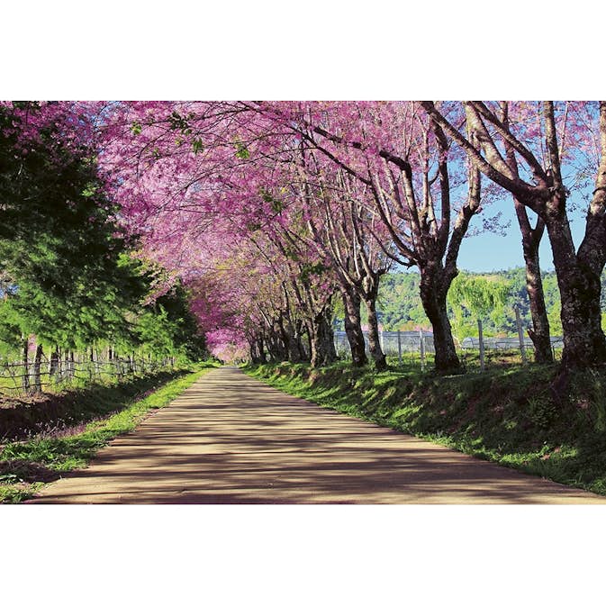 Tapet Dimex Blossom Alley