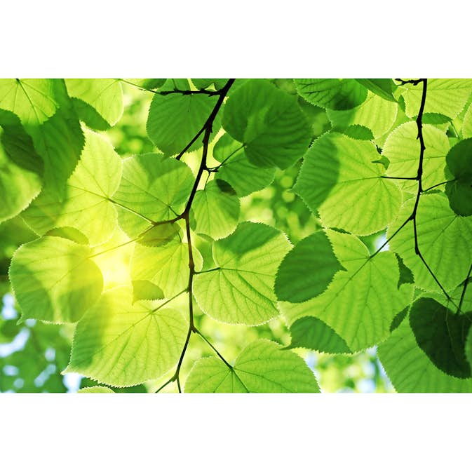 Tapet Dimex Green Leaves