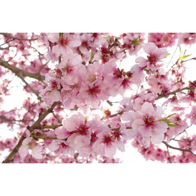 Tapet Dimex Apple Blossom