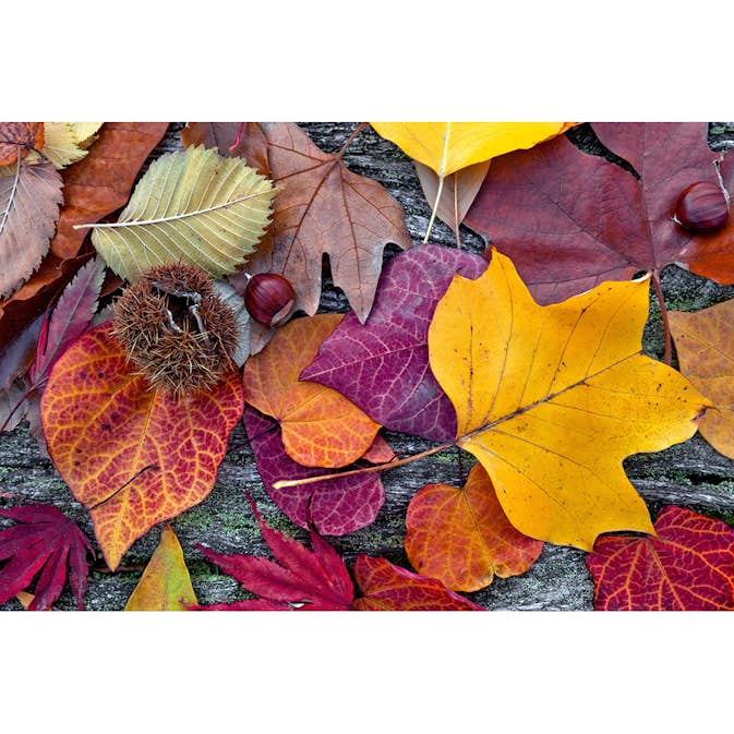 Tapet Dimex Autumn Leaves