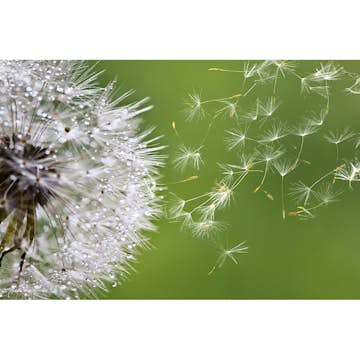 Tapet Dimex Blowing Dandelion