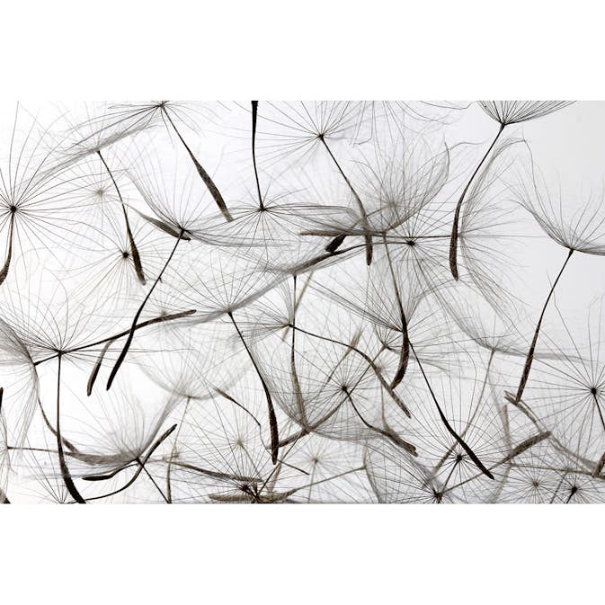 Tapet Dimex Dandelion Seeds