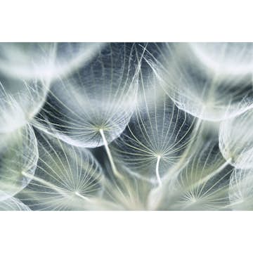 Tapet Dimex Dandelion Macro