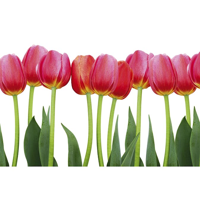 Tapet Dimex Bed of Tulips