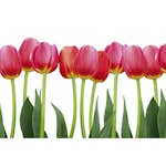 Tapet Dimex Bed of Tulips