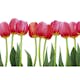 Tapet Dimex Bed of Tulips