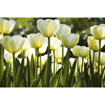 Tapet Dimex White Tulips