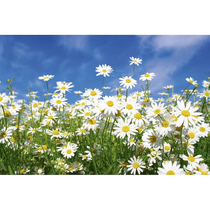 Tapet Dimex Daisies