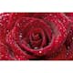 Tapet Dimex Red Rose