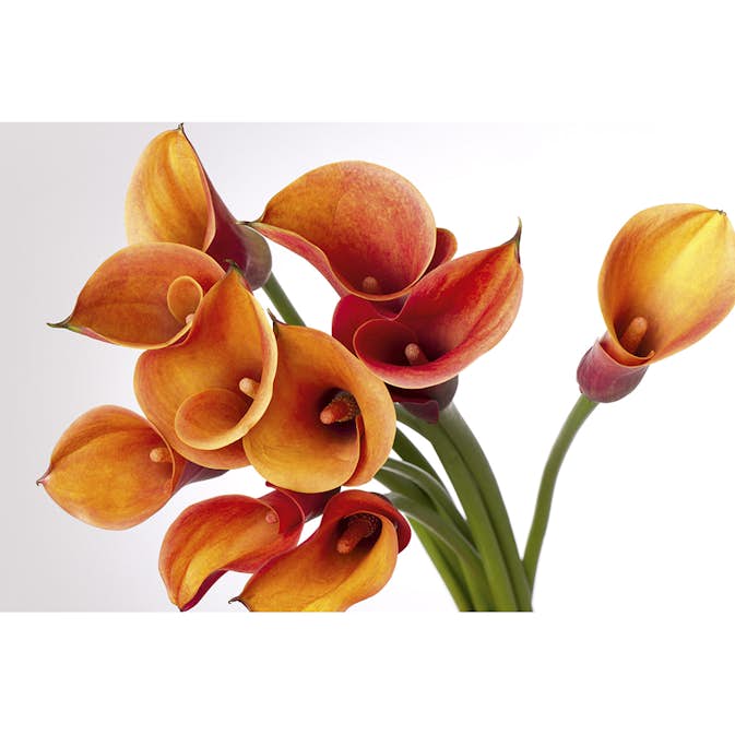 Tapet Dimex Calla