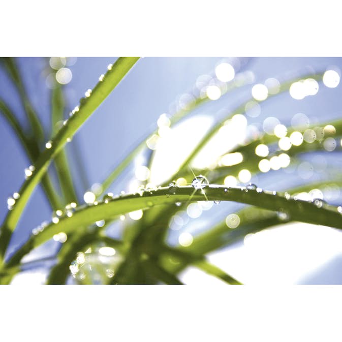 Tapet Dimex Grass