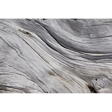 Tapet Dimex Tree Texture