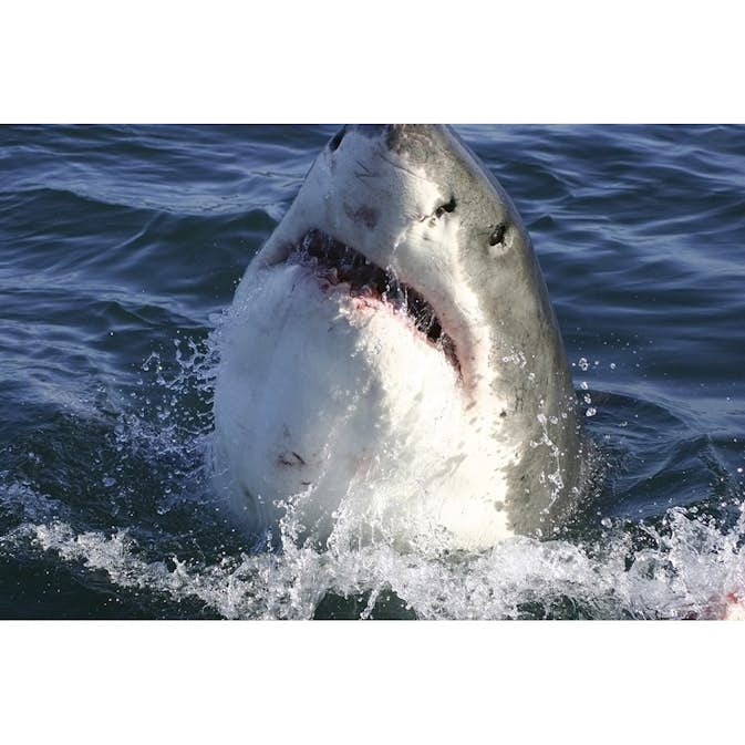 Tapet Dimex Shark