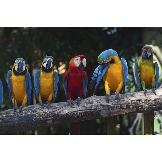 Tapet Dimex Colourful Macaw