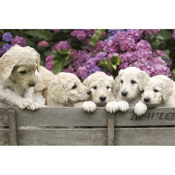 Tapet Dimex Labrador Puppies