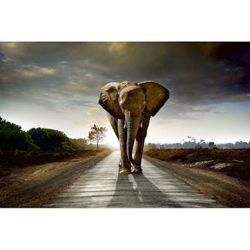 Tapet Dimex Walking Elephant