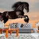 Tapet Dimex Horse