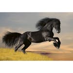 Tapet Dimex Horse