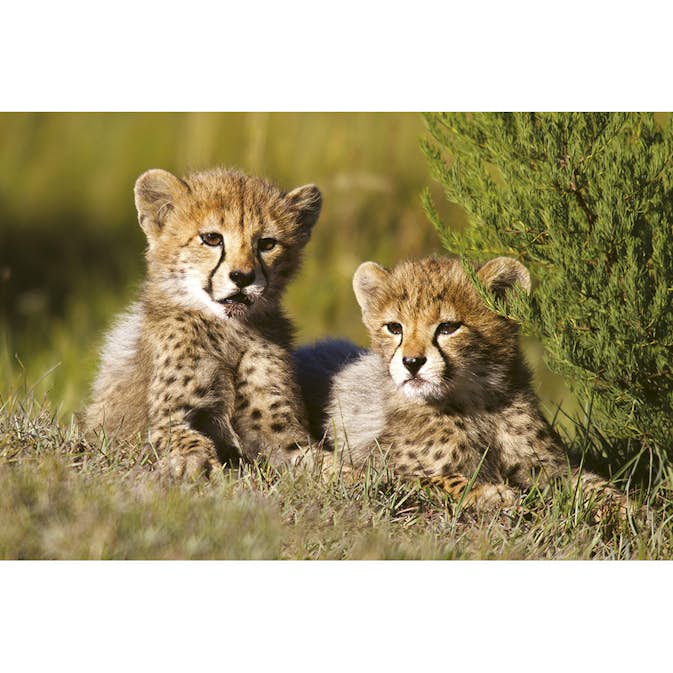 Tapet Dimex Cheetah
