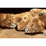 Tapet Dimex Young Lions