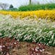 Buske Omnia Garden Norsk Brudspirea Grefsheim 30-50 cm