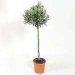 Olivträd Omnia Garden