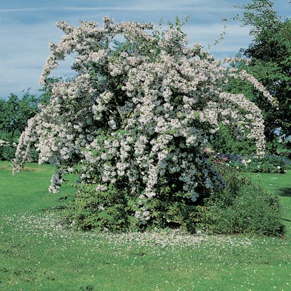 Paradisbuske Omnia Garden Solitär Prydnadsbuske Rosa Blomning 125-150 cm