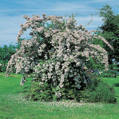 Prydnadsbuske Omnia Garden Paradisbuske