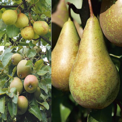 Familjeträd Omnia Garden Päron