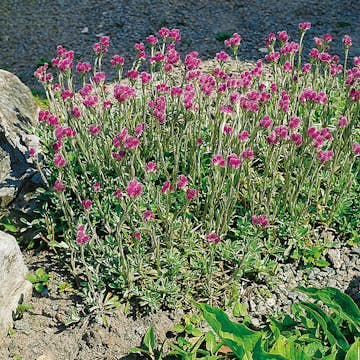 Planta Omnia Garden Kattfot Rubra