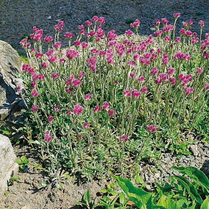 Planta Omnia Garden Kattfot Rubra