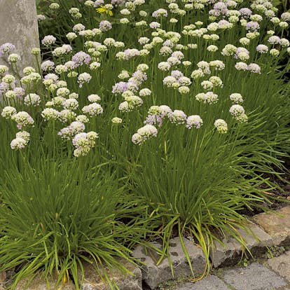 Planta Omnia Garden Strandtrift Alba