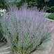 Prydnadsbuske Omnia Garden Perovskia