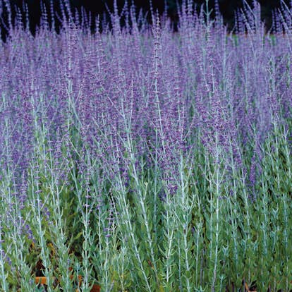 Prydnadsbuske Omnia Garden Perovskia