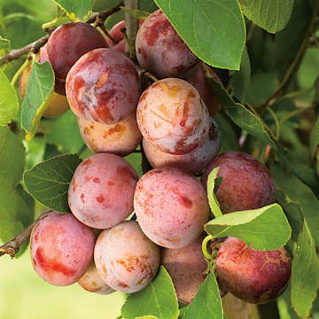 Plommonträd Omnia Garden Opal E